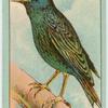 Starling (Sturnus vulgaris).
