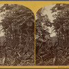 Plantation near Pinogana.