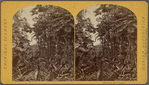 Plantation near Pinogana.