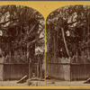 Ruins old Spanish fort and Martyr Tree.