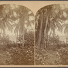 Cocoa grove near Turbo.