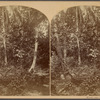 Woods near Turbo.