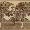 Bread-fruit tree.
