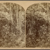 Forest, Isthmus of Darien.