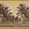 Cocoanut [sic] tree, Tuyra River.
