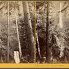 Multnomah Falls, Columbia River.