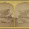 The old "Endicott Pear Tree," Danvers, Mass., planted by Governor Endicott in 1628..