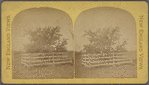 The old "Endicott Pear Tree," Danvers, Mass., planted by Governor Endicott in 1628..