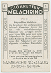 Polynesische Schönheit.