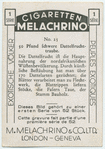 Pfund schwere Dattelfruchttraube.