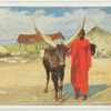 Ostafrikanisches Langhornrind.