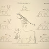 Figures d'animaux. D'après les peintures originales.