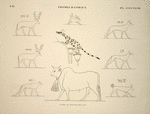 Figures d'animaux. D'après les peintures originales.