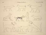 Figures d'animaux. D'après les peintures originales.