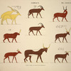 Animaux. Copiés d'après les peintures originales.