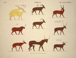 Animaux. Copiés d'après les peintures originales.