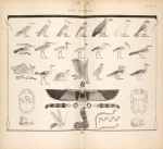 Birds, reptiles, &c.