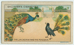 The jackdaw and the peacock.