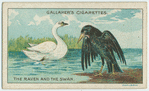 The raven and the swan.