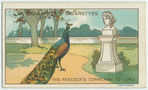 The peacock's complaint to Juno.