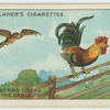 The fighting cocks and the eagle.
