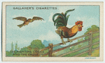 The fighting cocks and the eagle.