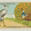 The peacock and the crane.