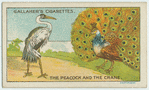 The peacock and the crane.