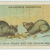 The town mouse and the country mouse.