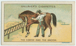 The horse and the groom.