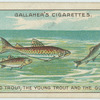 The old trout, the young trout and the gudgeon.