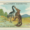 The wolf and the crane.