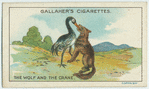 The wolf and the crane.