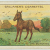 The boasting mule.