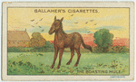 The boasting mule.