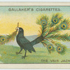 The vain jackdaw.