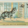 The cat and the sparrow.