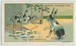The two rabbits.