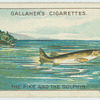 The pike and the dolphin.