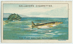 The pike and the dolphin.