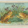 The two frogs.