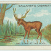The stag at the pool.