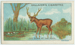 The stag at the pool.
