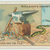 The viper and the file.