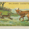 The fox, the weasel and the rabbit.