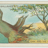 The oak and the willow.