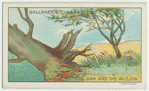 The oak and the willow.
