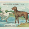 The mastiff and the goose.
