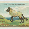 The wolf in sheeps clothing.