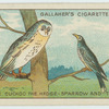 The cuckoo, the hedge sparrow and the owl.